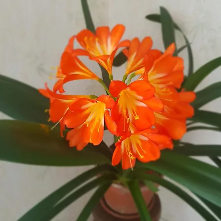 Maison Individuelle An Ti Ruz 別荘