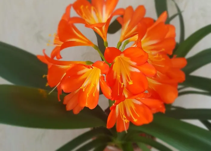 Maison Individuelle An Ti Ruz Дом отдыха